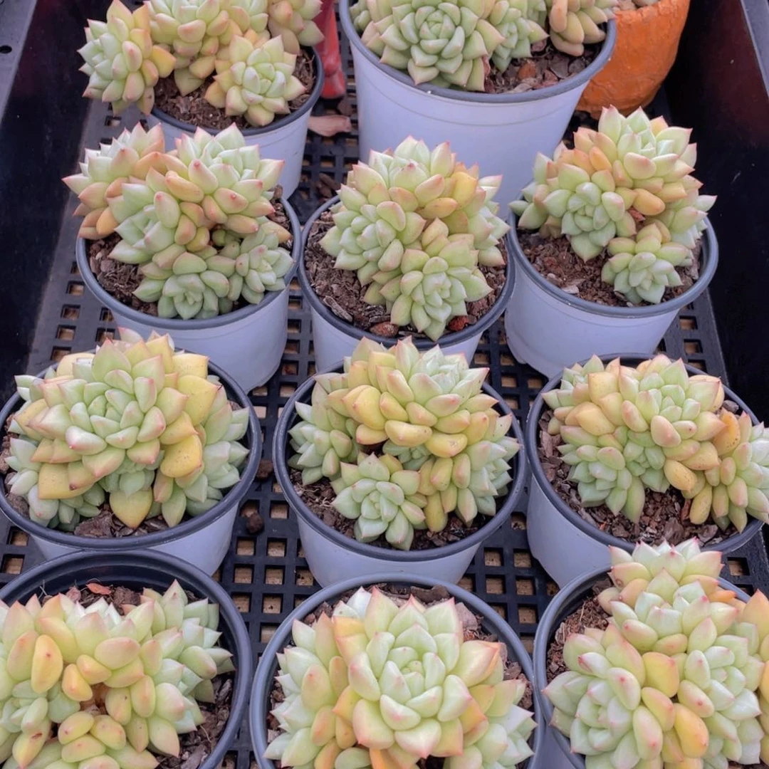 量拍41号 黄金象牙大群生一个