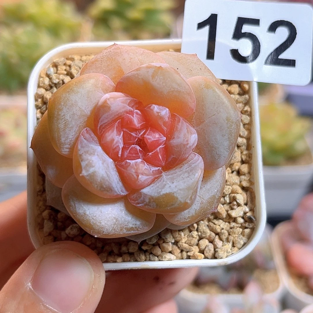 莫***九152一物一拍 珍妮精选