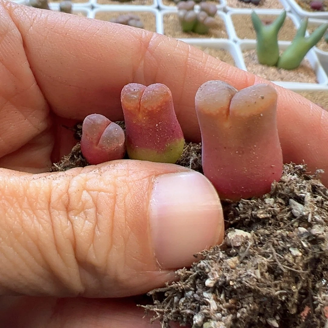 s*i专拍专拍 肉锥植物