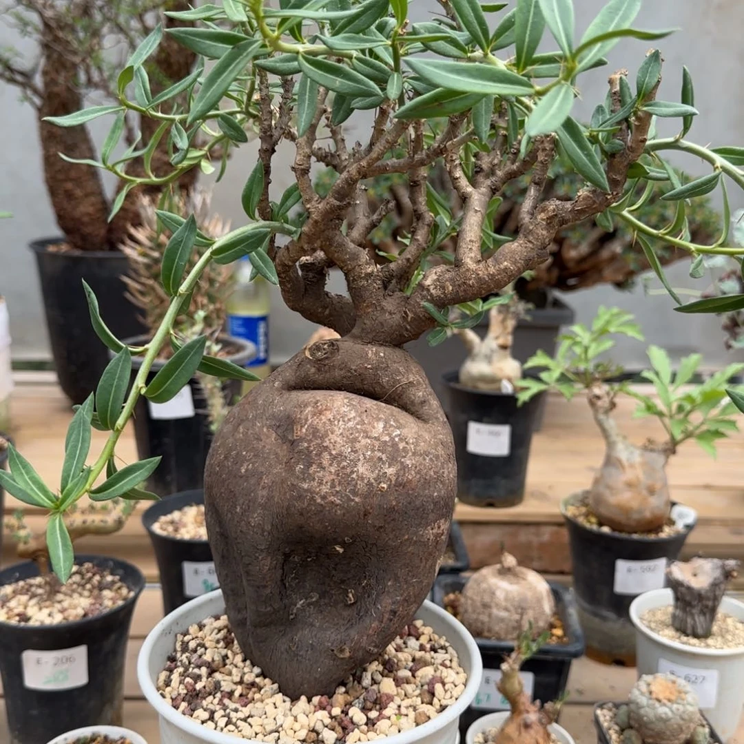 双刺瓶杆异型块根植物