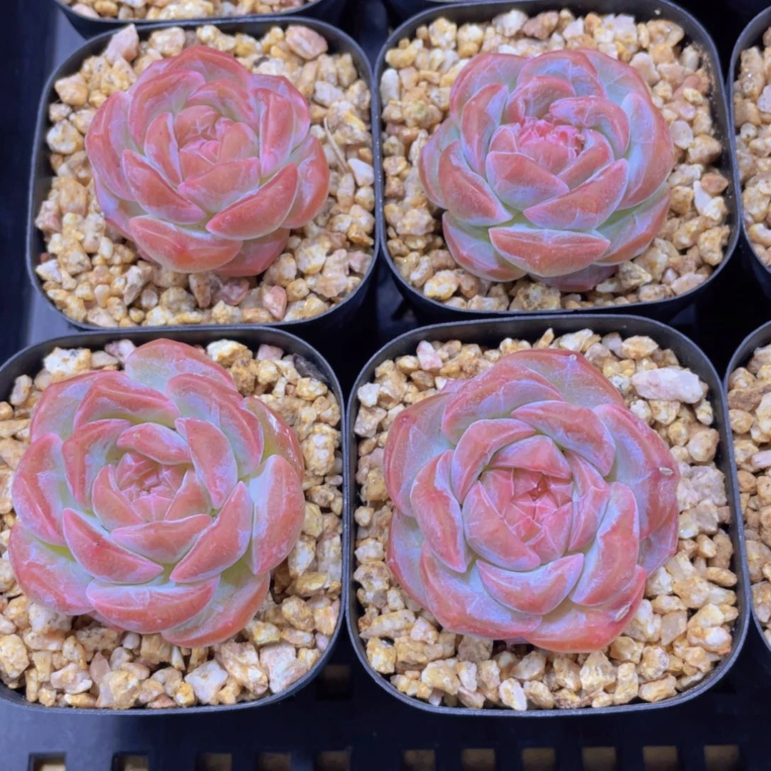 量拍11号 糖心草莓啵啵单头一个