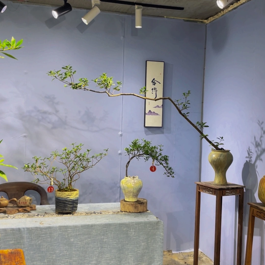完全开放海岛春花盆景