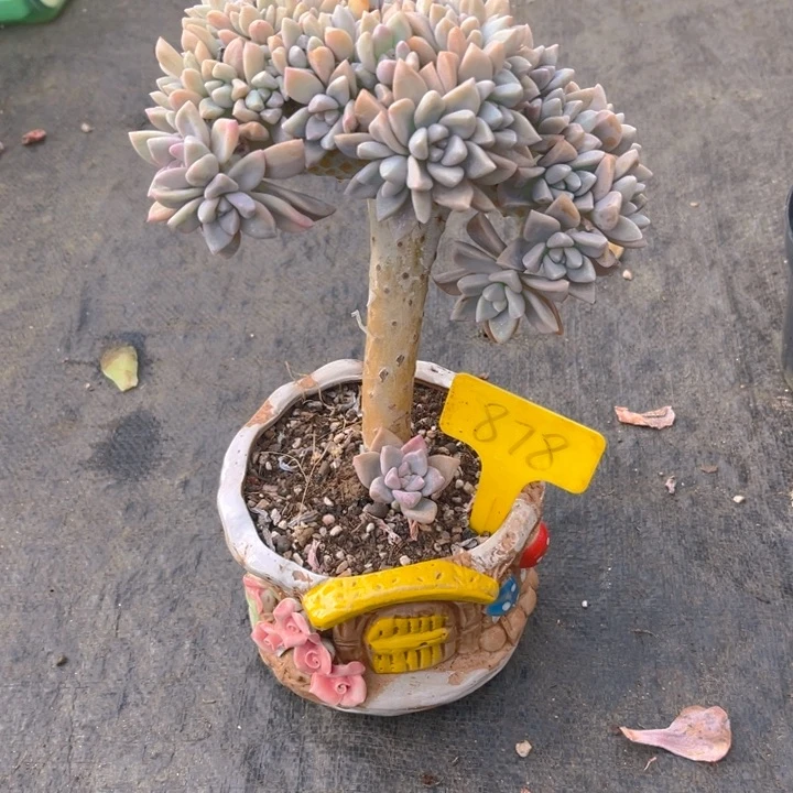 Y***喽淡雪缀多肉植物8 7 8