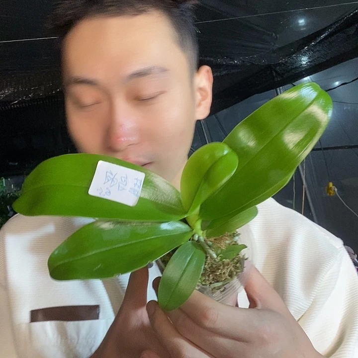 无花朵蓝鸟狗交浅色文森