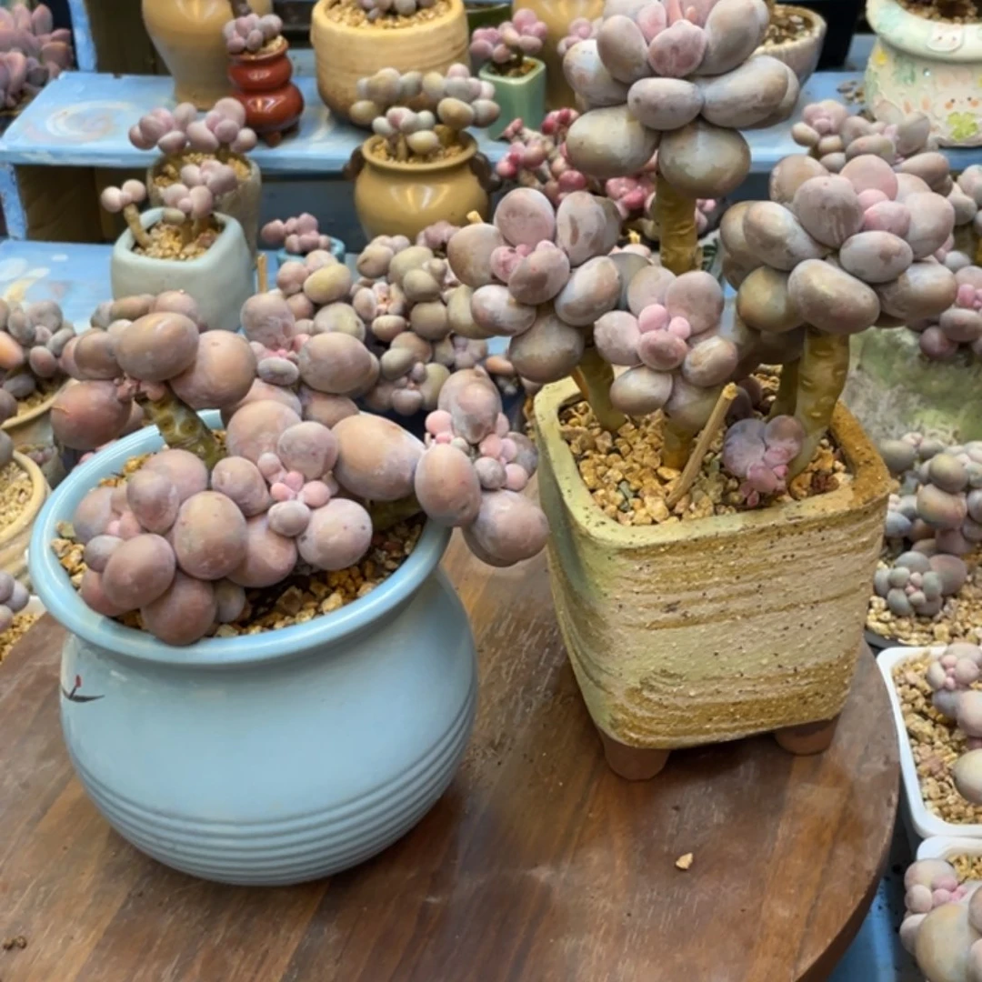 l****?多肉老桩漂亮