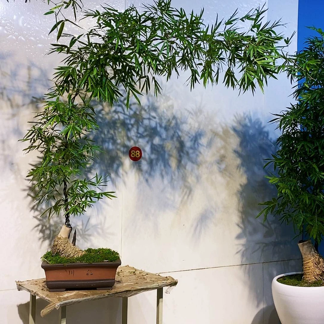 无花朵小叶簕竹一物一拍