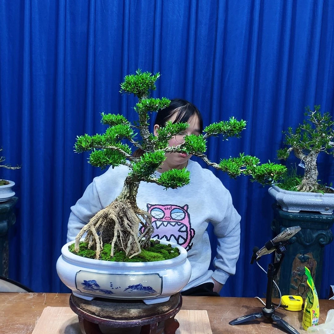 黄杨盆景一物一拍