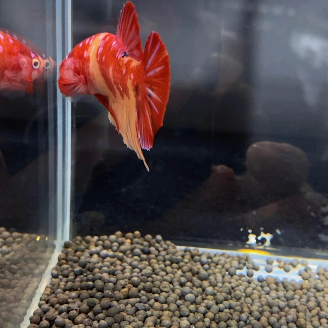 热带鱼公262糖*子巨斗