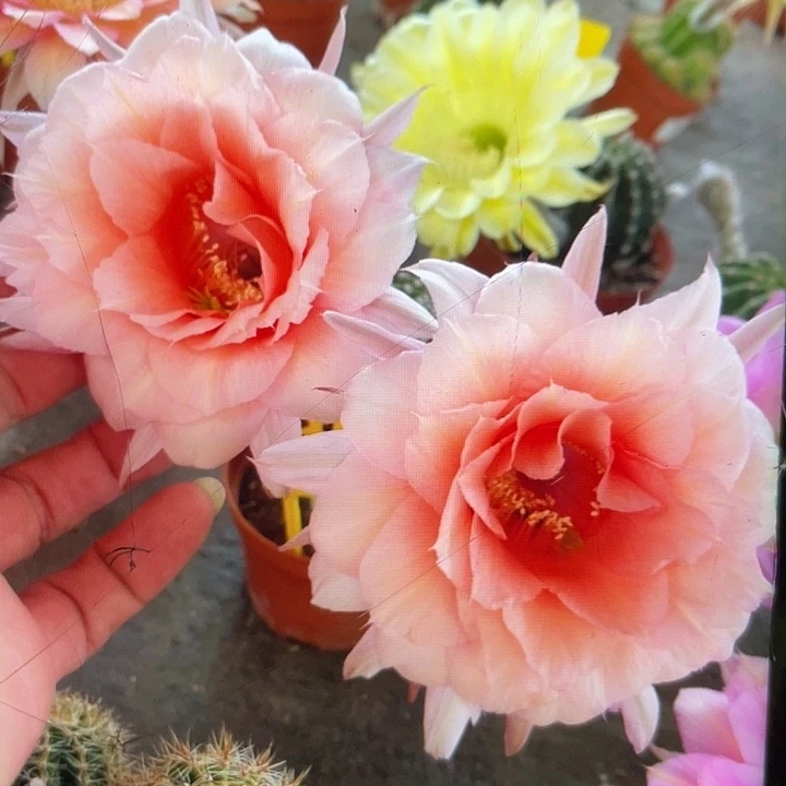 软糖3公分以上自根球福利