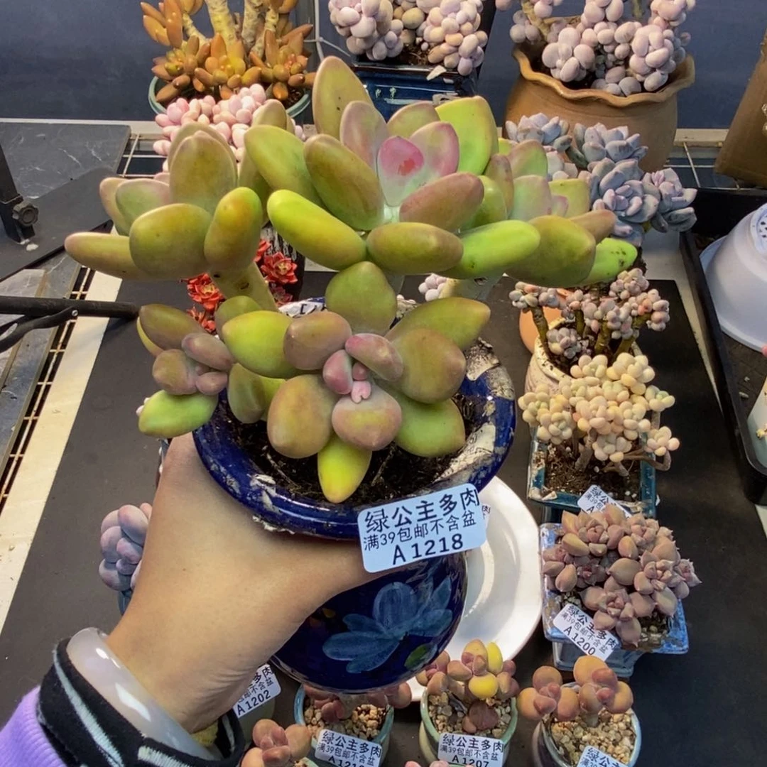 218芒果奶多肉12cm