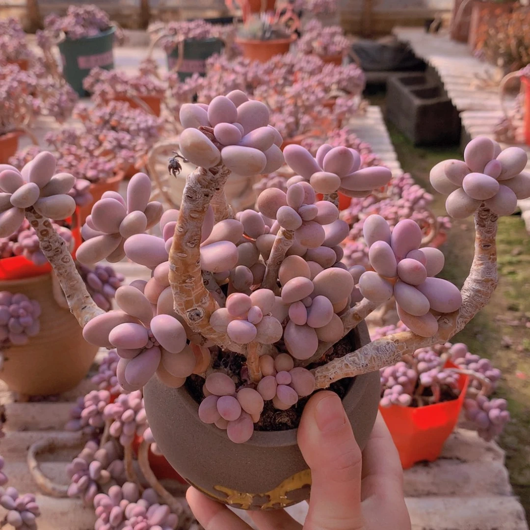 桃蛋老桩一物一拍不带盆8号