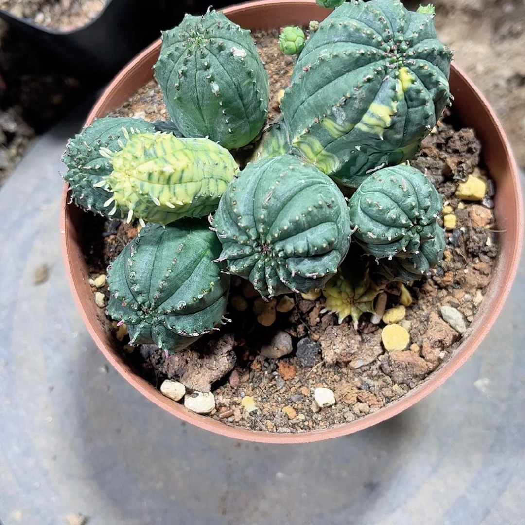 山**海布纹球紧一一一一一一