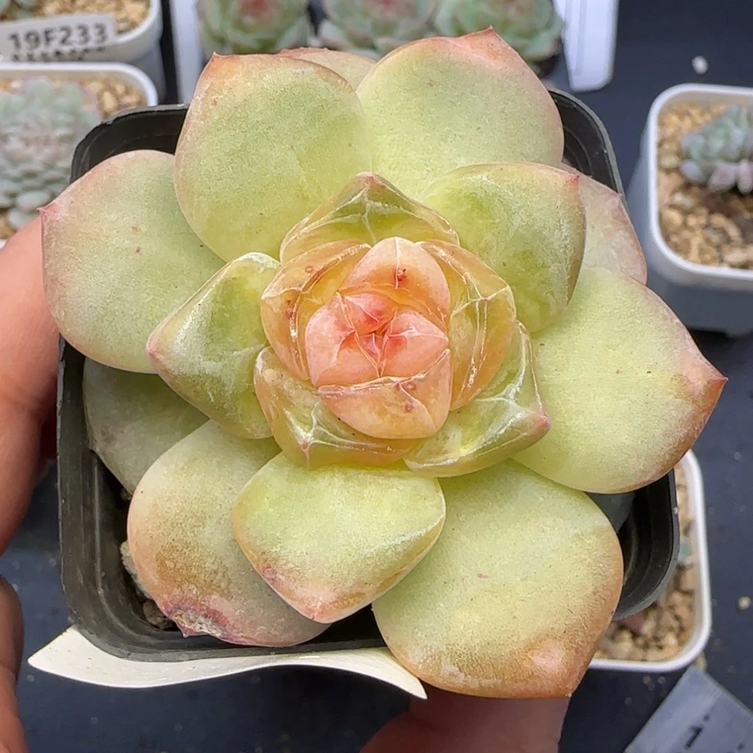 【满29包邮非偏远】132下播福利