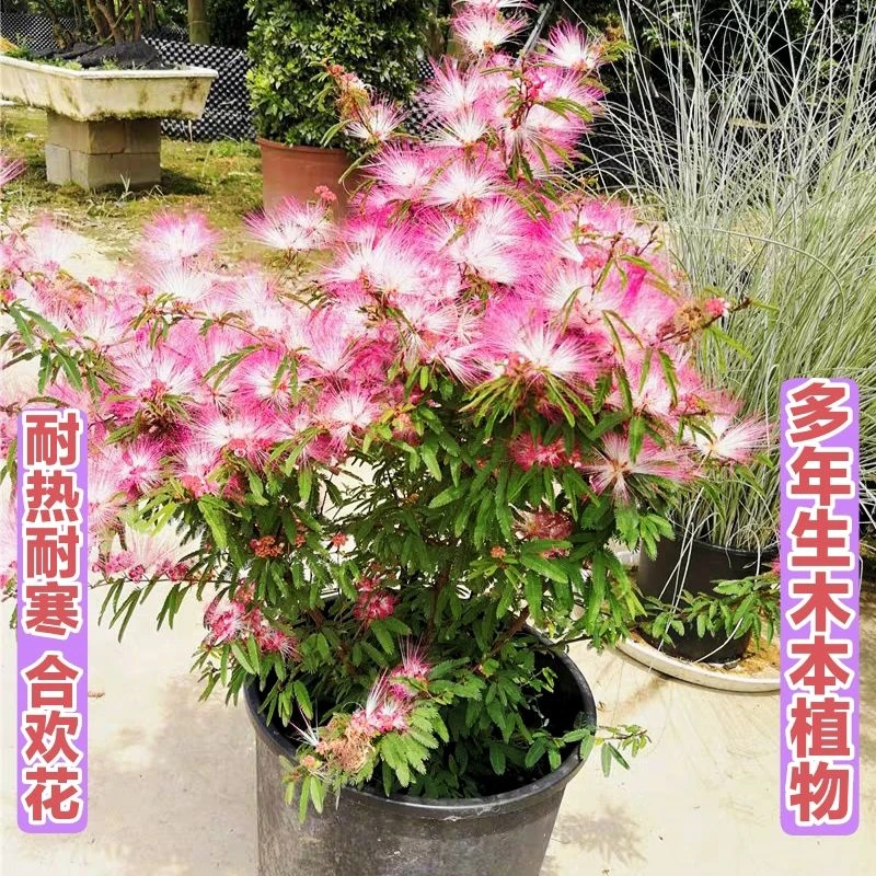 姬合欢小叶粉花合欢香水合欢树耐热庭院造景矮生植物合欢花苗