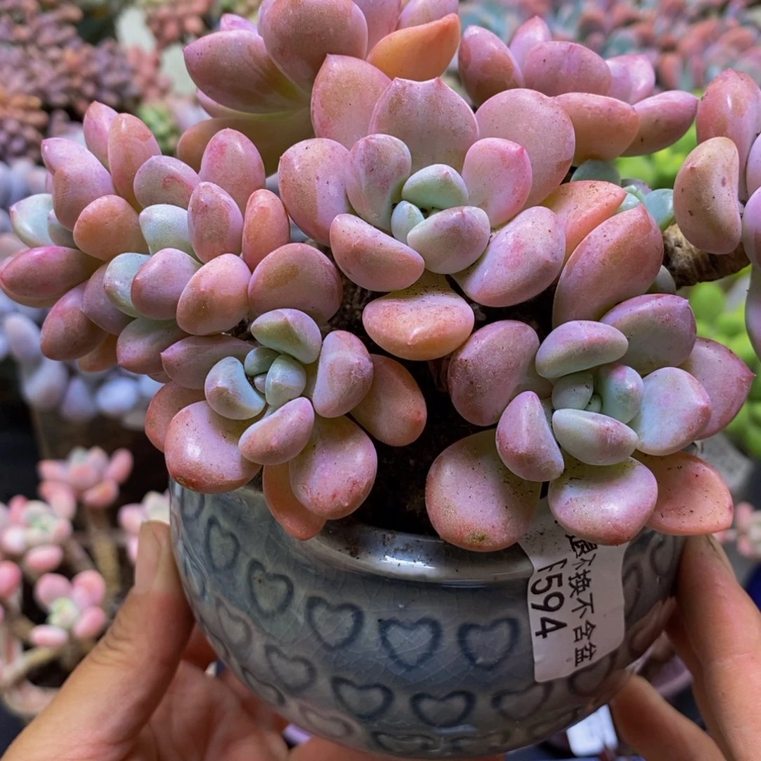 594花斑鹿14cm多肉