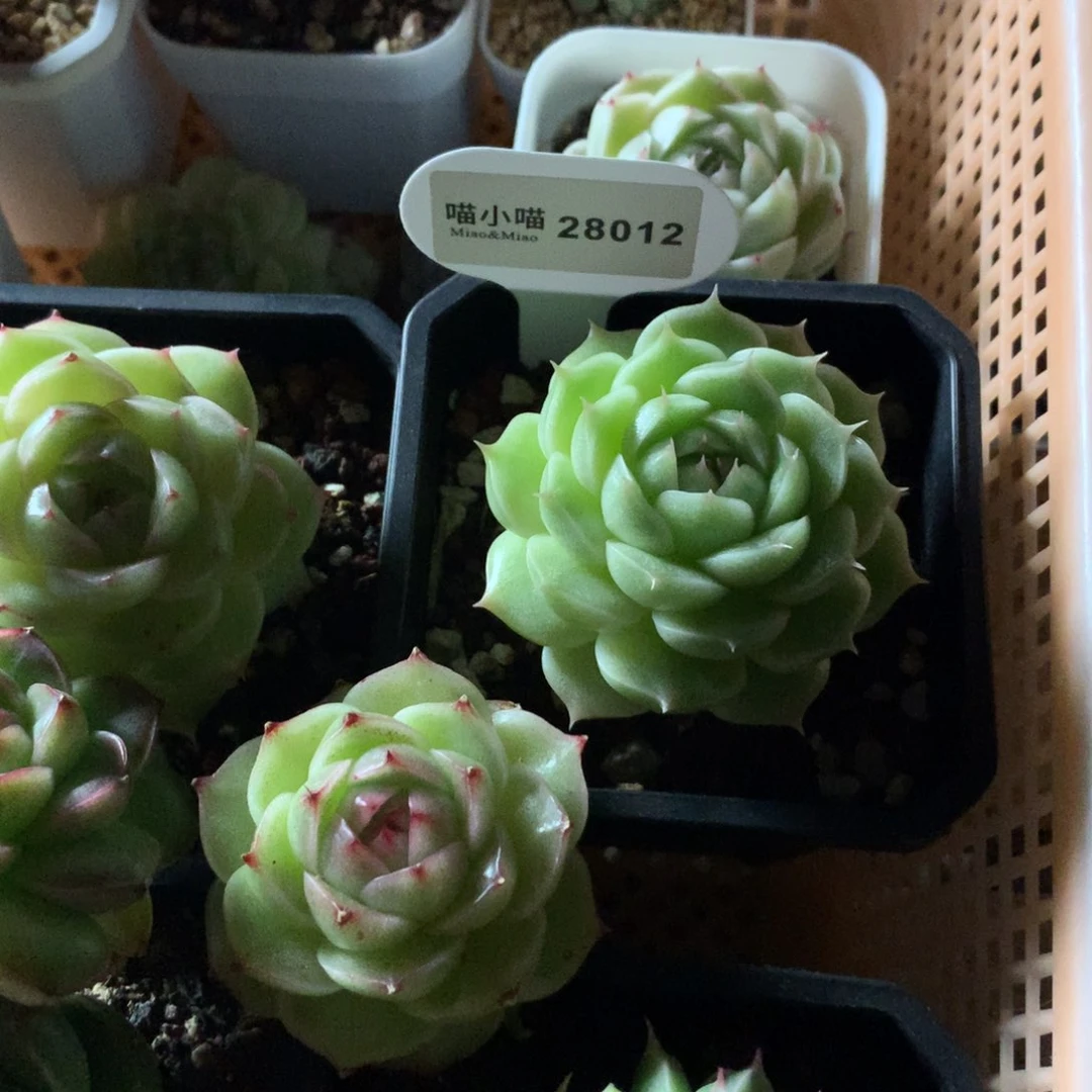 白*子多肉植物麦秆珍妮