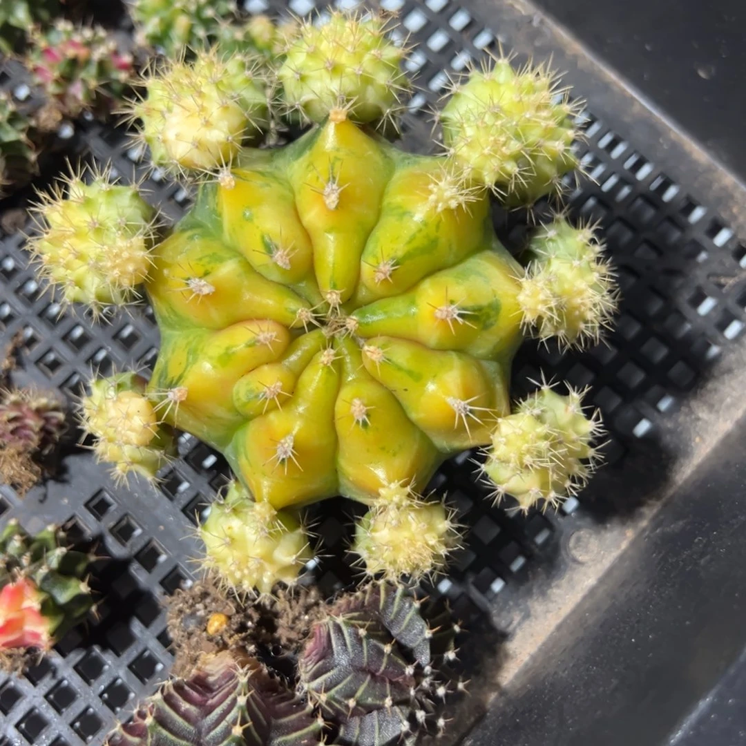 月光曲侧芽自根脱土发货