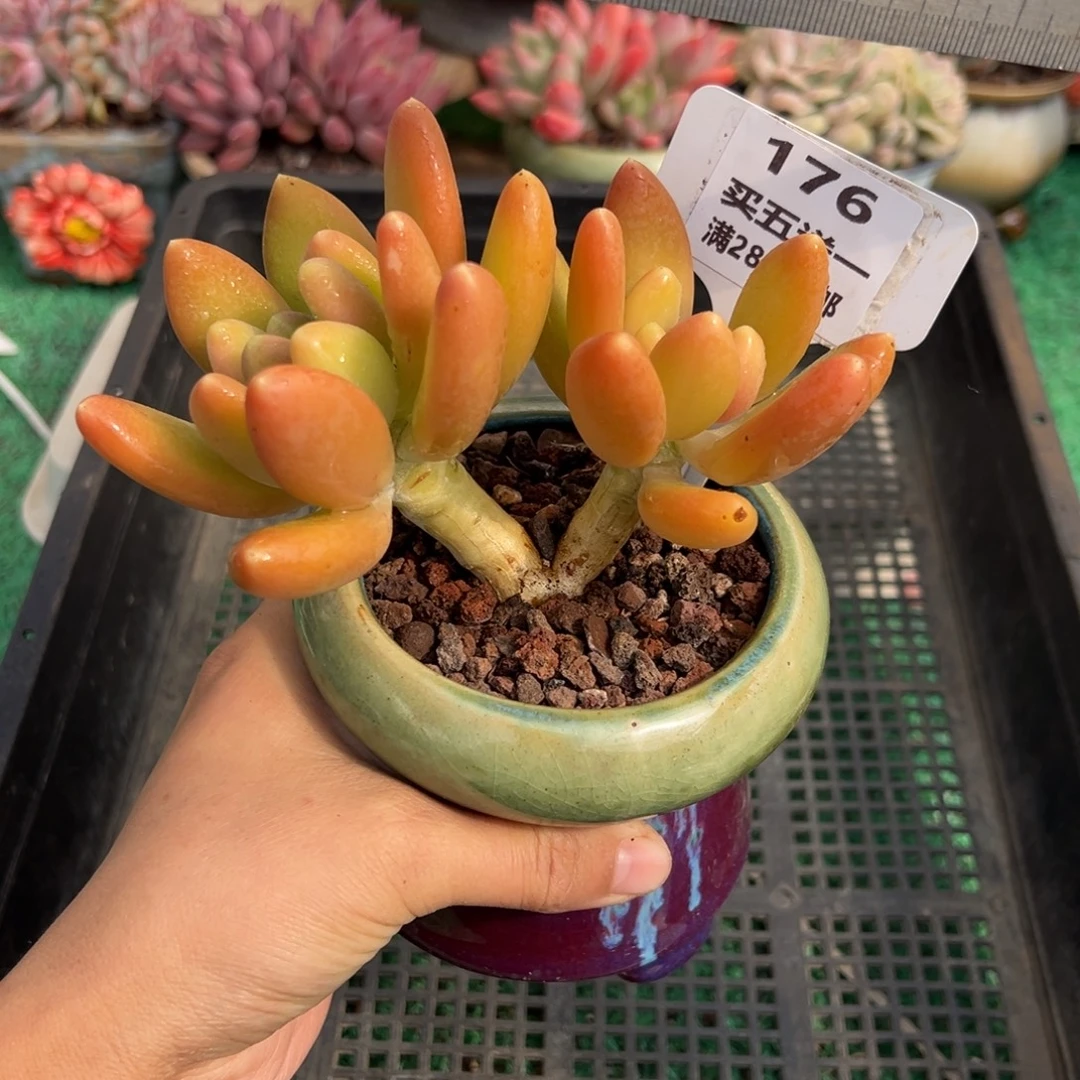 表妹精品多肉植物176.