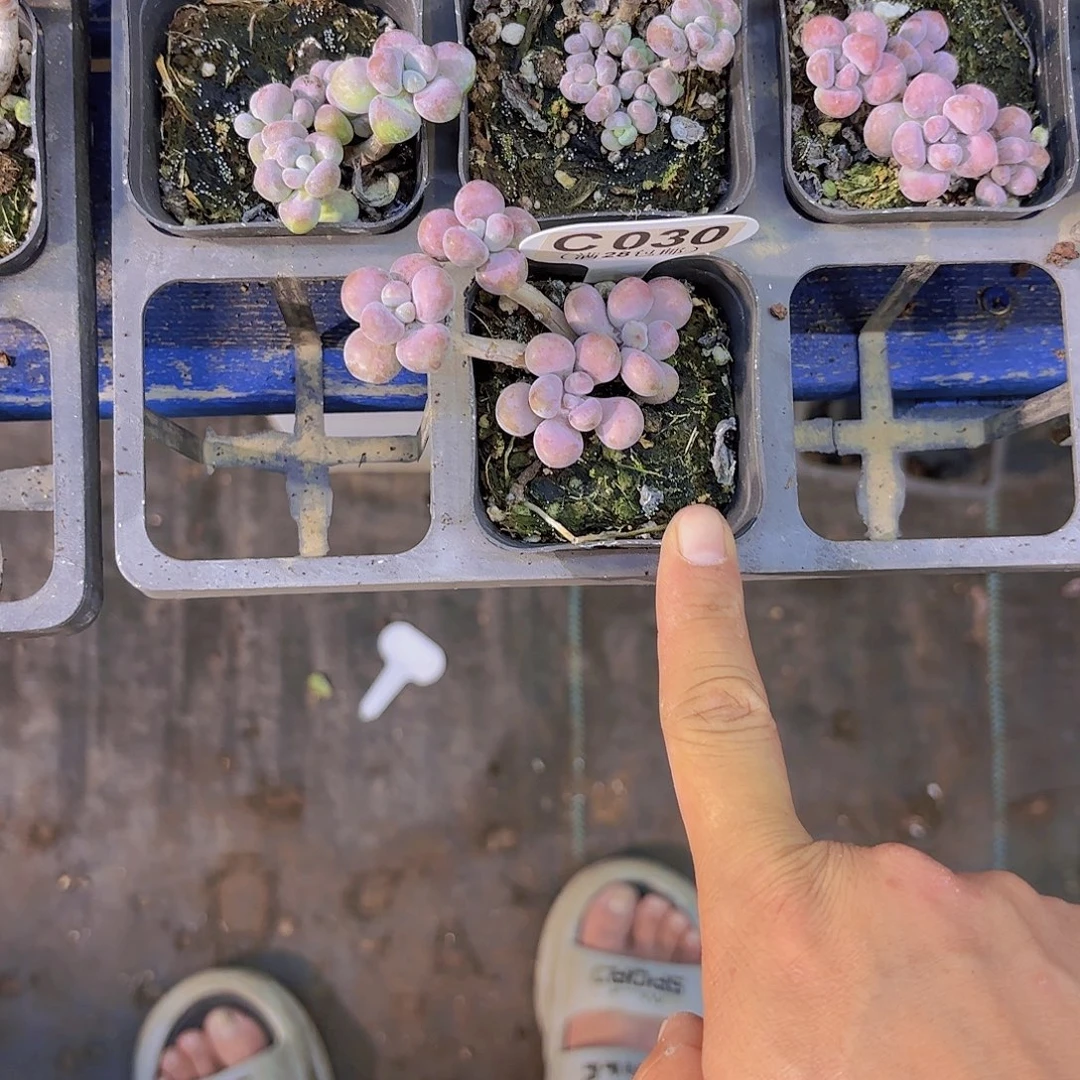 ᥫ***。C347腰子蛋一物一拍