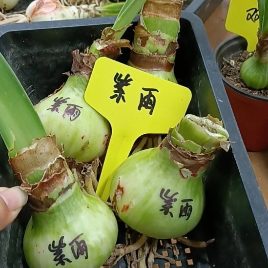 无花朵紫雨4-5发一个