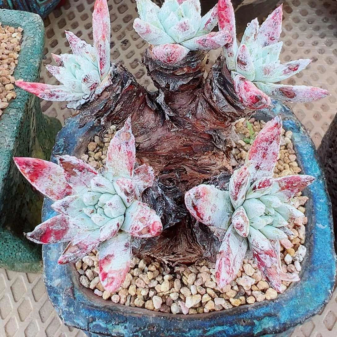 7528流丹海瑟仙女杯