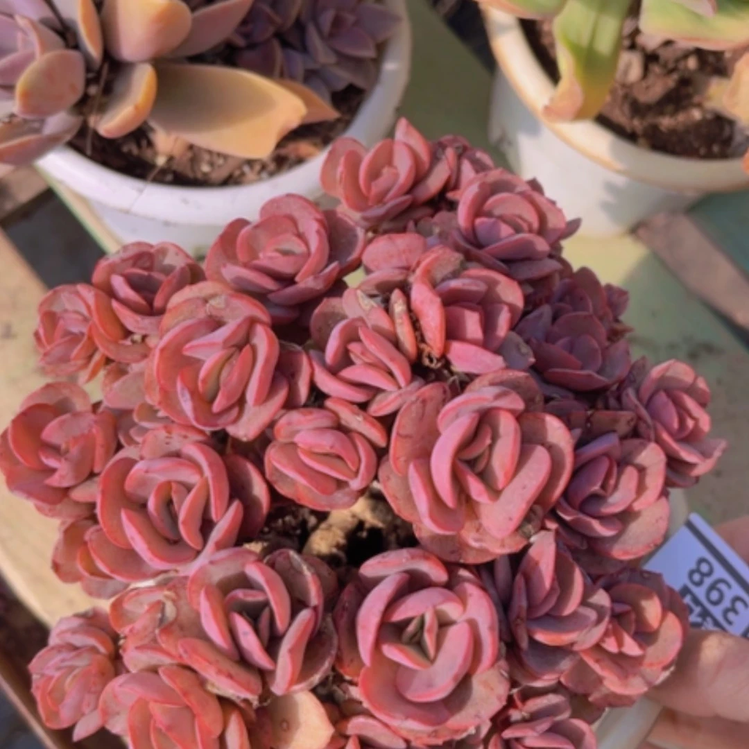 【闪购商品】秀妍1398