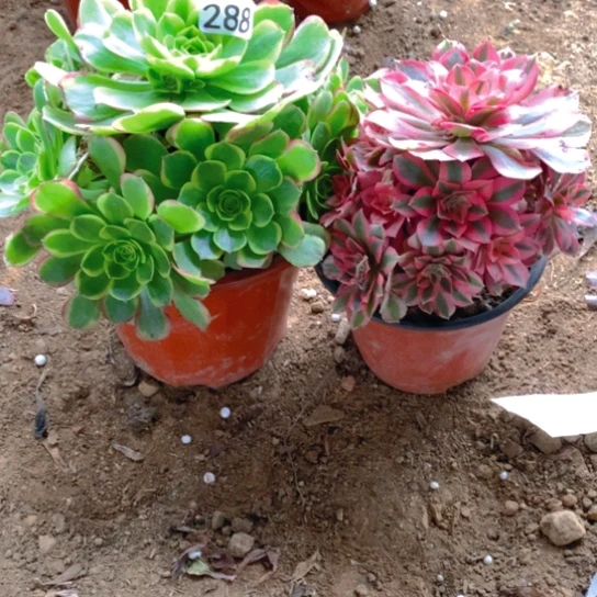 无花朵288组合2棵无售后