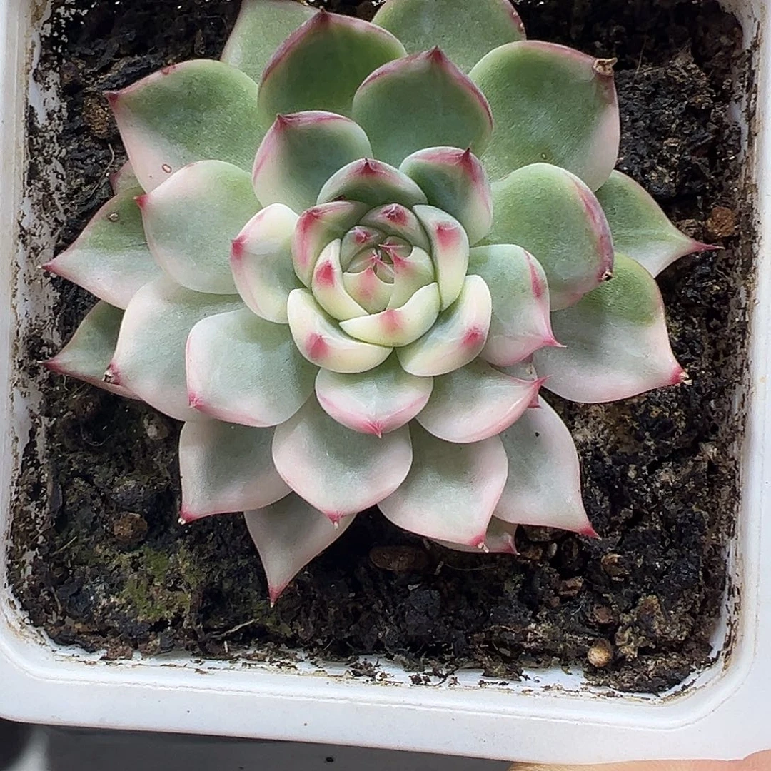 吉娃娃锦多肉植物