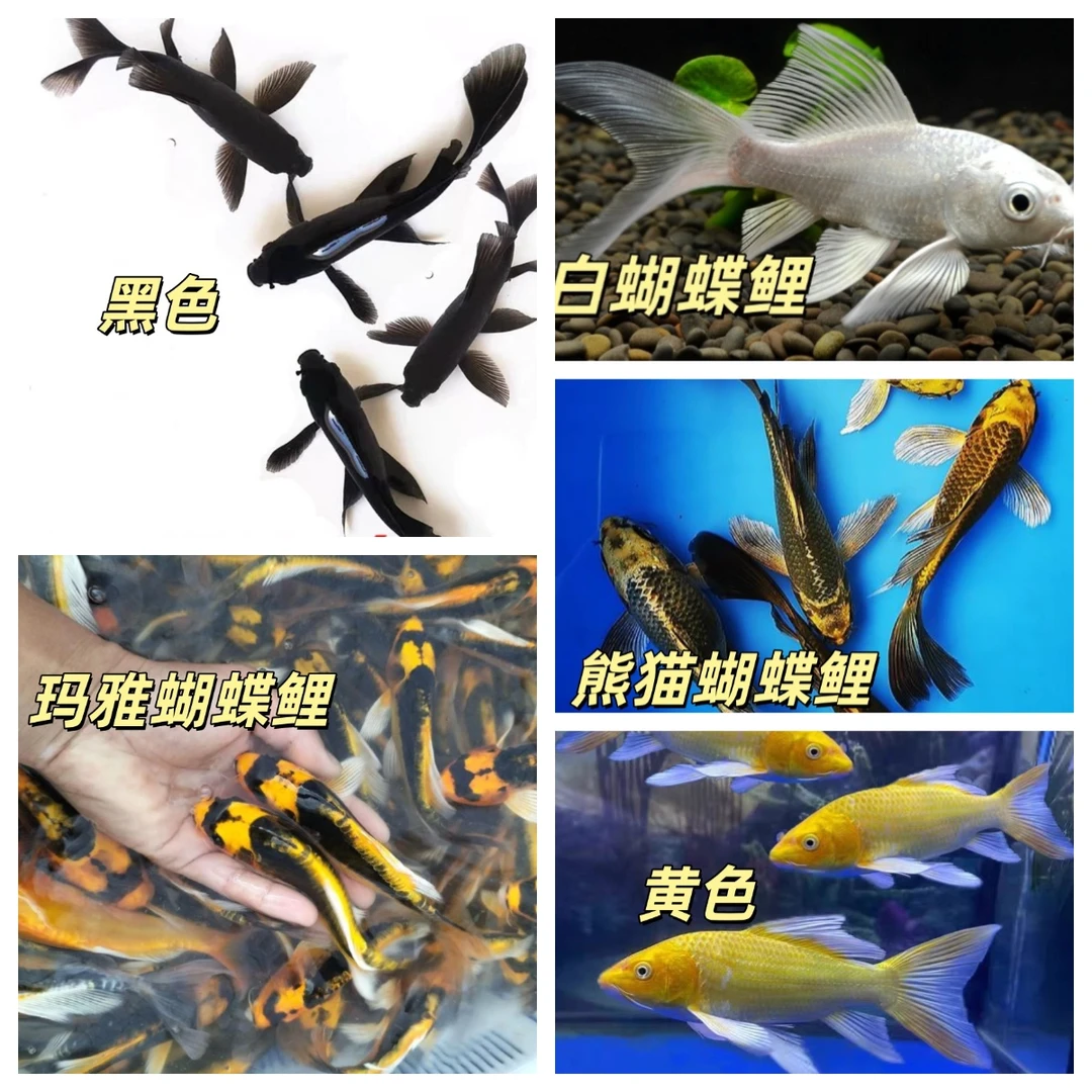 蝴蝶鲤鱼苗尾巴小未发好 包邮不包成活