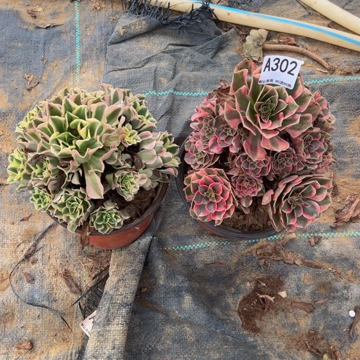 组合2颗多肉植物302.