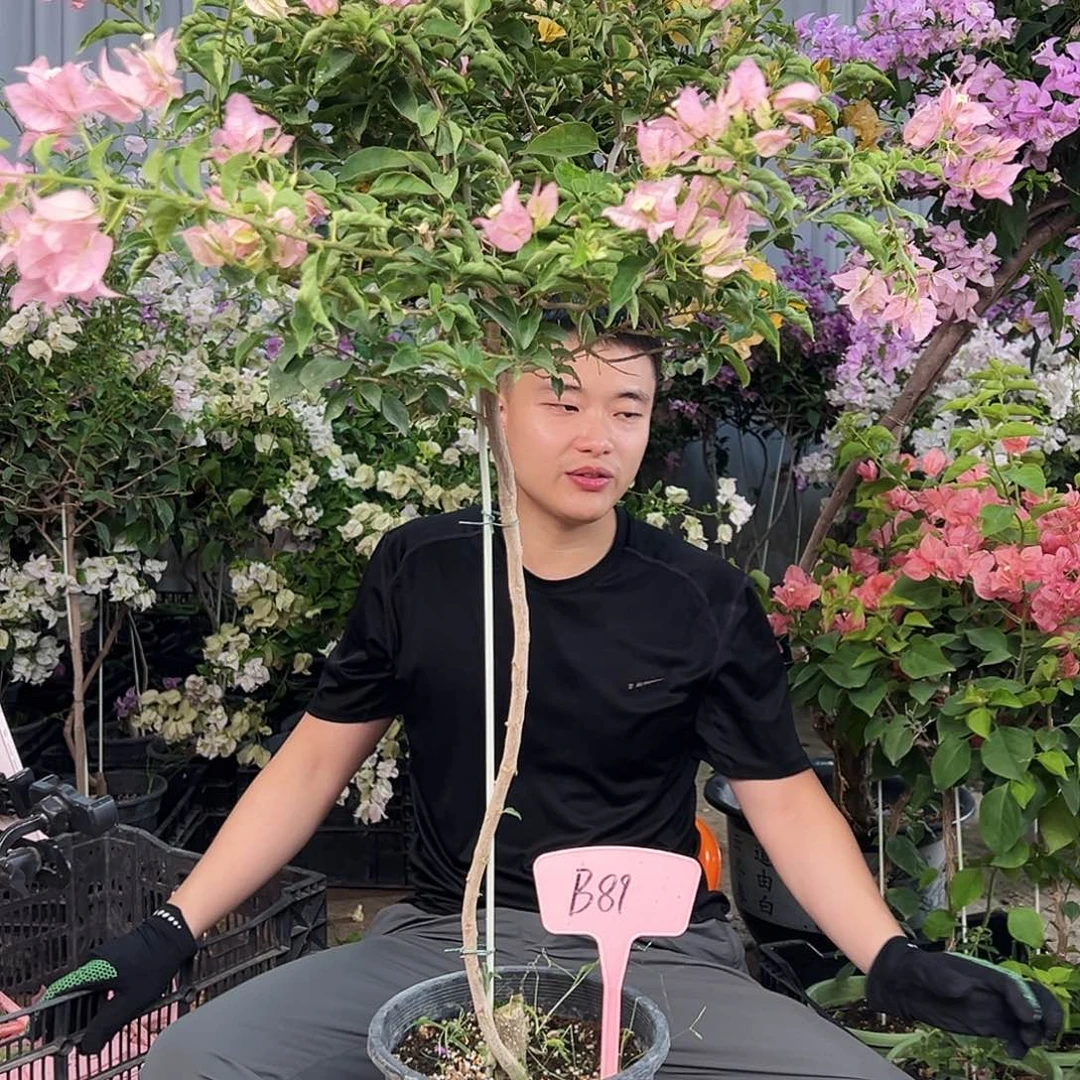 奋***年大部分花苞少量开放B89魔法樱花