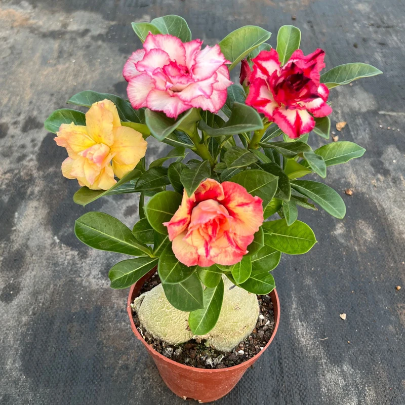 沙漠玫瑰盆栽嫁接多色老桩阳台好养夏季开花耐旱植物