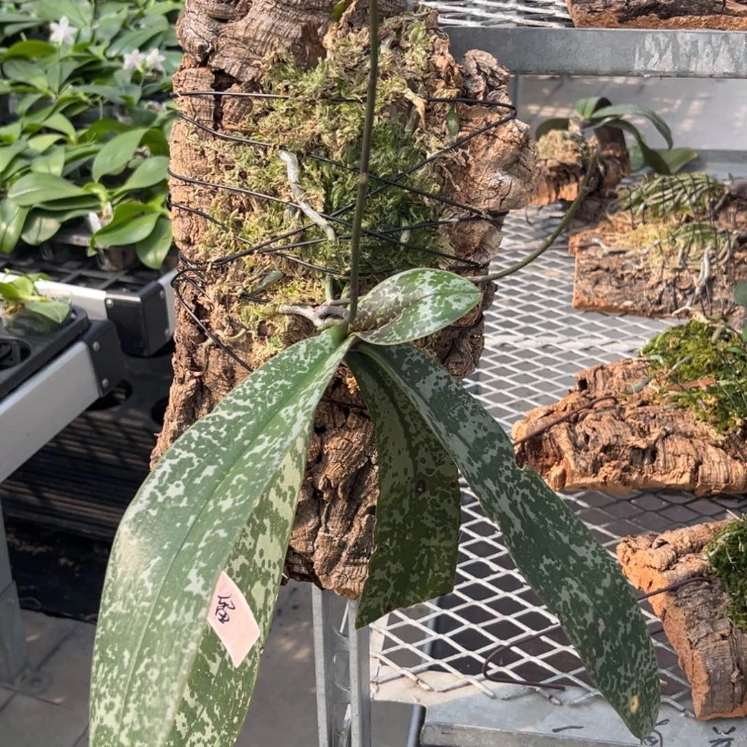 无花朵板值山採史苗