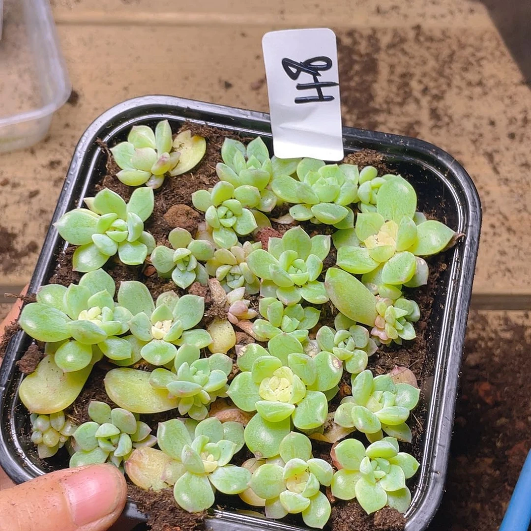 爱****多肉植物多肉植物48