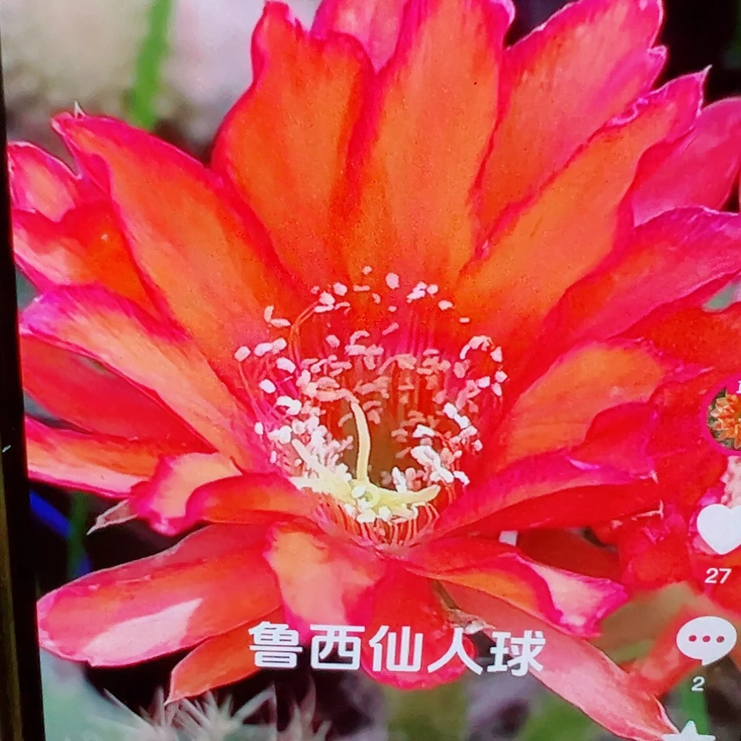 丽花 香橙 侧芽 满20包邮