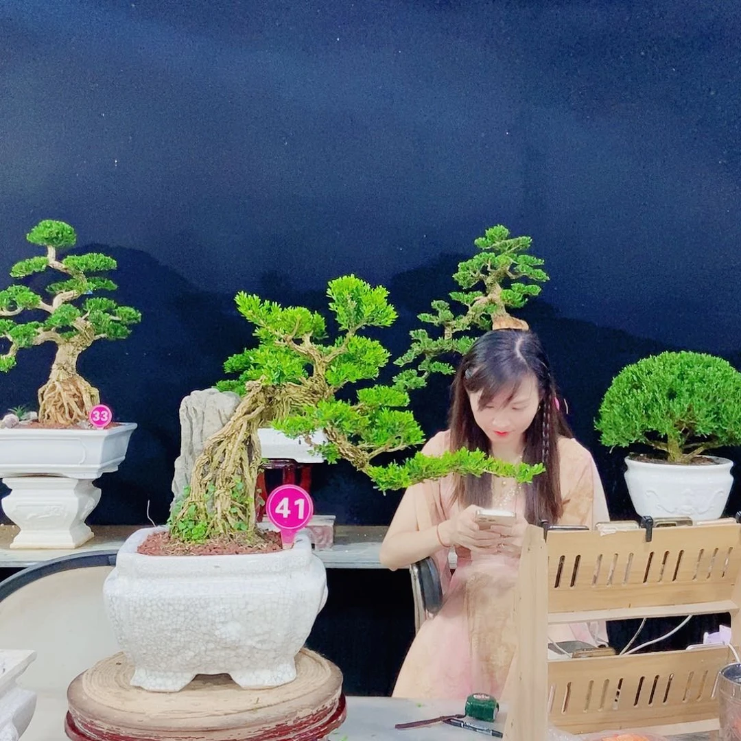 无花朵广东小叶黄杨