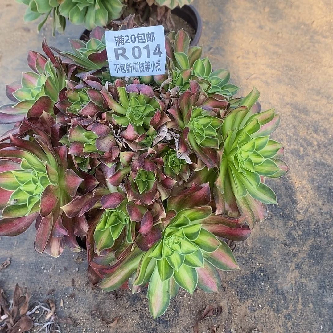 014韶华多肉法师锦