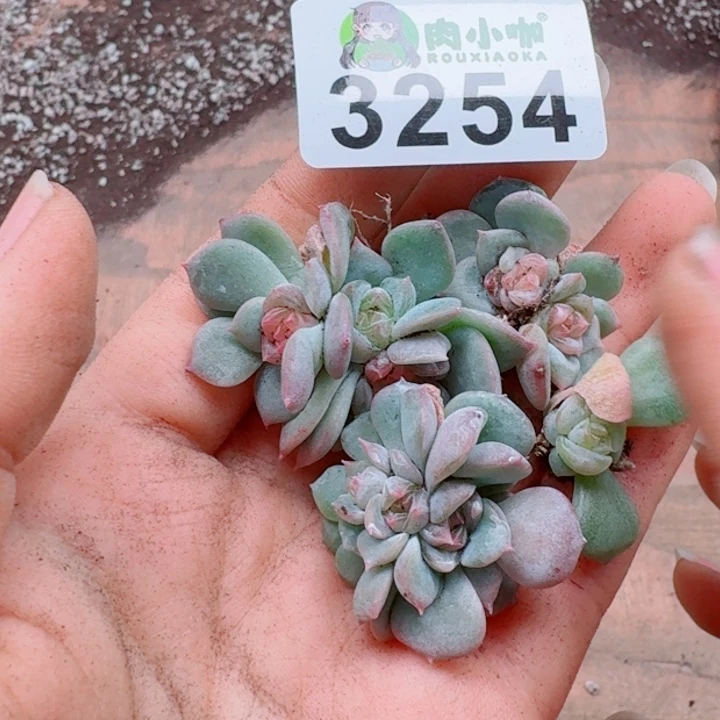 *****多肉植物多肉植物