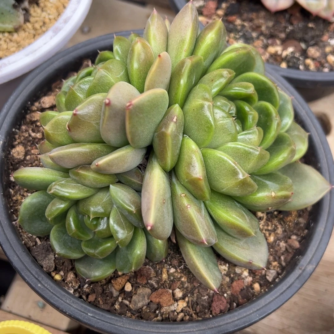 皮埃拉 3头夏鸣园艺