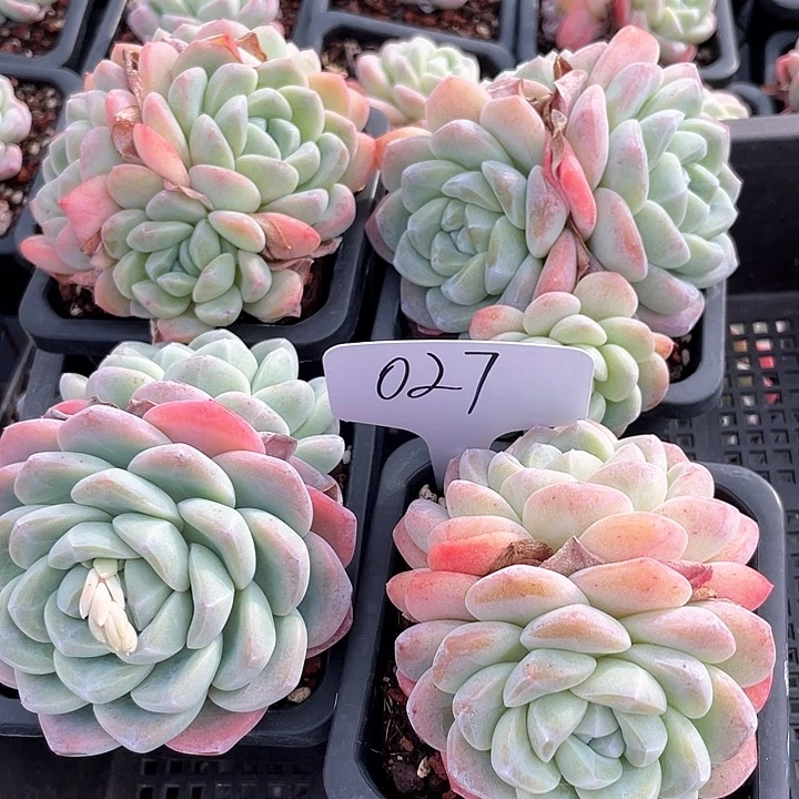 薇薇安园艺多肉027