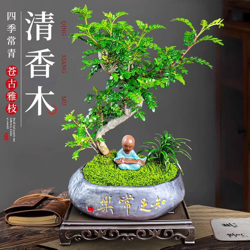 S弯清香胡椒木盆栽室内好养盆景绿植美观茶室客厅阳台四季常青