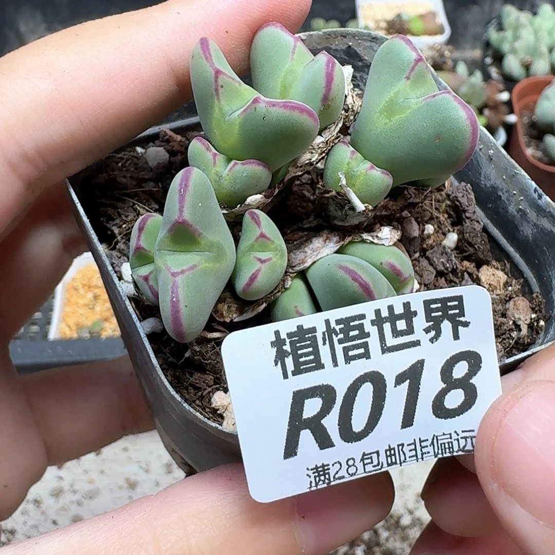 多肉植物的润泽地cc