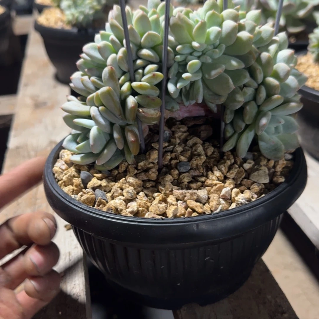 星影树缀无砍多肉