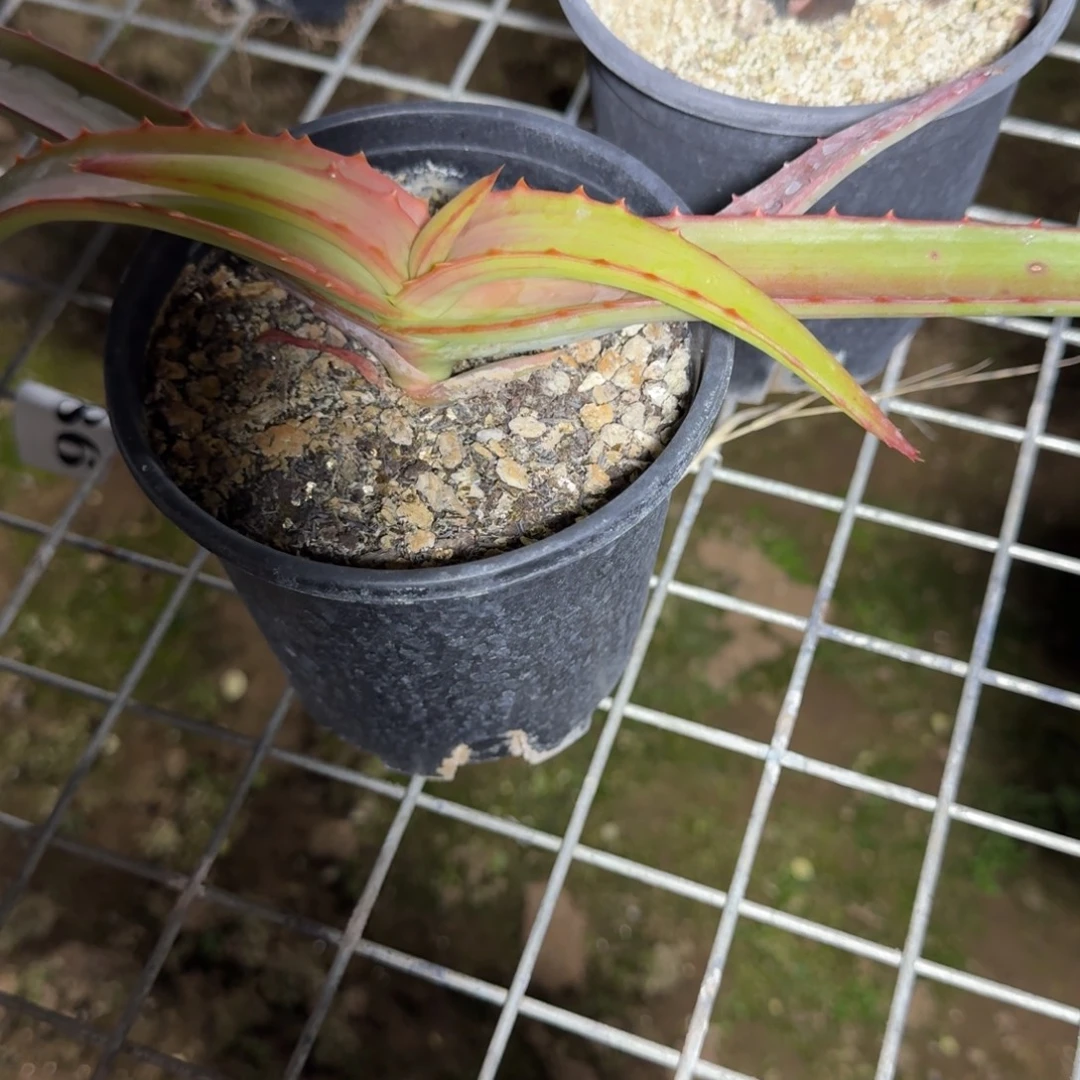 范巴伦芦荟多肉植物