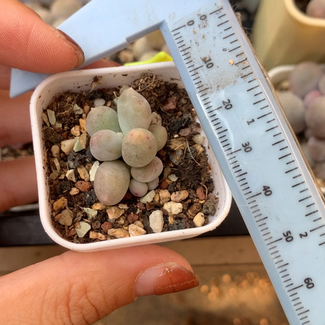 米可奶 不凑满28元发一片叶 不售后 到付