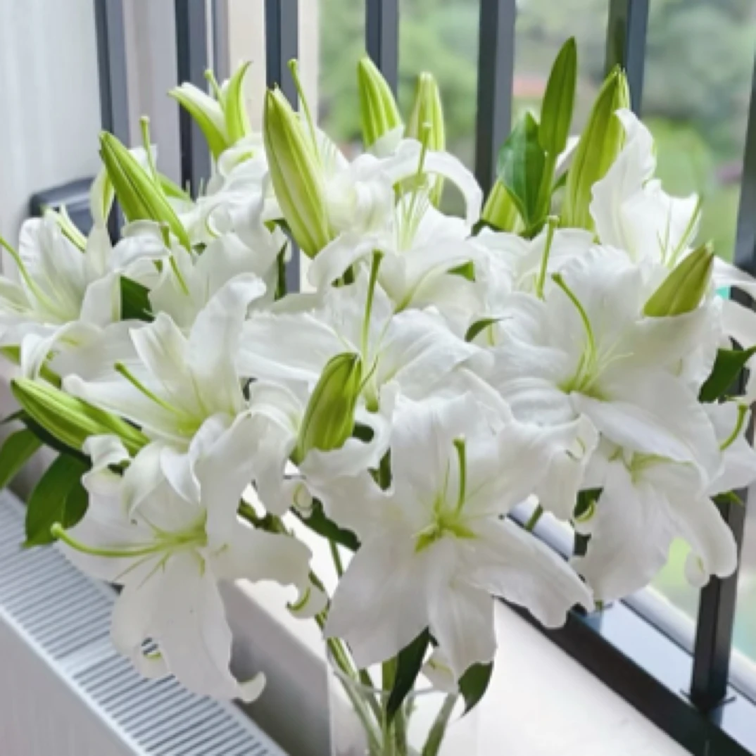 西伯百合3支（7-9个花头）顺丰送货上门