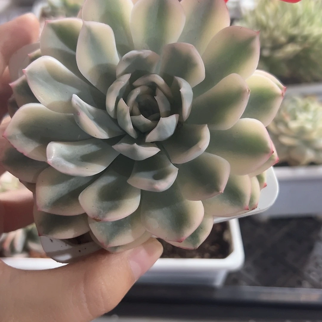 36号月亮仙子锦多肉植物