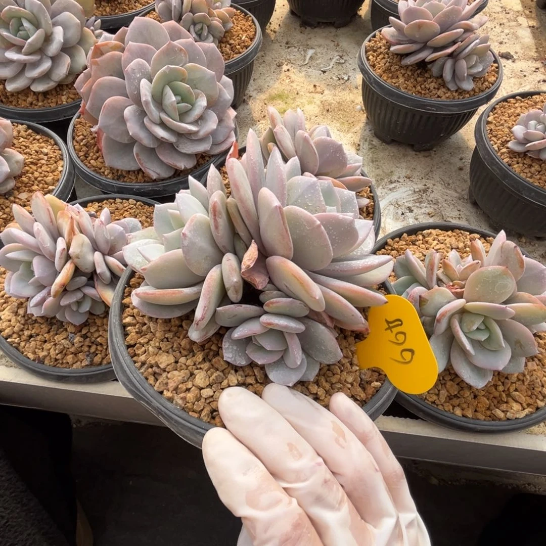 499奶茶群生无砍的