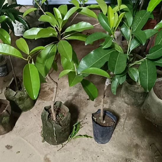 越南人心果嫁接一物一拍原盆原土发货