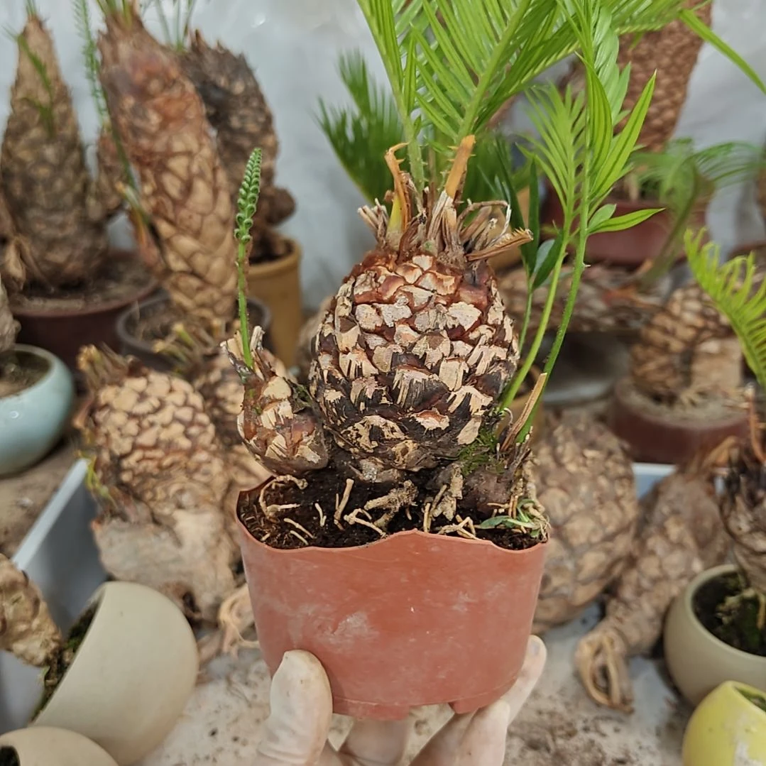 悠***士无花朵白鳞铁盆景基地价